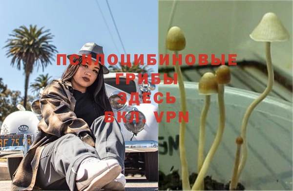 прущие грибы Аркадак